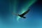 Detailed cormorant in flight with wings spread. Against green and blue aurora. Aurora borealis. Natural phenomena