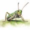 Detailed Cricket Watercolor Clipart For Digital Painting And Paper Crafting
