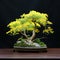 Detailed Dill Bonsai Tree In Yellow Planter