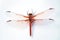 Detailed Dragonfly Insect Isolated