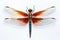 Detailed Dragonfly Insect Isolated