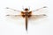 Detailed Dragonfly Insect Isolated