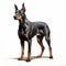 Detailed Drawing Of A Doberman Pinscher In Colorized Naturalistic Style