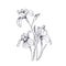 Detailed drawing of spring iris flowers and buds. Seasonal beautiful garden flowering plant isolated on white background