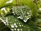 Detailed drops of water on dark green leaves