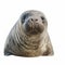 Detailed Elephant Seal Flat Drawing In Ultra-clear 8k Resolution