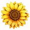 Detailed Engraving Of A Cute Sunflower On White Background