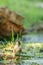 Detailed European Goldfinch sits on a branch floating in the water, surrounding duckweed. Green background