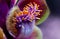 Detailed exotic macro closeup inflorescence of blooming wild Cannonball tree, Couroupita guianensis flower.