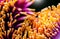 Detailed exotic macro closeup inflorescence of blooming wild Cannonball tree, Couroupita guianensis flower.