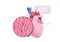 detailed explanation anatomical heart structure human body internal organ anatomy medicine healthcare concept