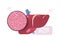 detailed explanation anatomical liver structure human body internal organ anatomy medicine healthcare concept