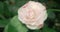 detailed extreme close-up of multicolored white-pink camellia flower