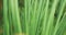 Detailed extreme close-up of pine needles on tree branches