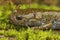 Detailed facial closeup on an adult Japanese endangered Oita salamander, Hynobius dunni
