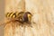 Detailed facial closeup of the Migrant hoverfly, Eupeodes corollae sittting on wood