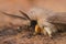 Detailed facial closeup of the Ruby tiger moth, Phragmatobia fuliginosa, in the garden