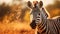 Detailed Facial Features And Explosive Pigmentation: A Zebra Walking In A Sunset Field