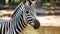 Detailed Facial Features Of Harpia Harpyja Zebra In Brazilian Zoo