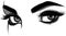 Detailed female eyes with long eyelashes illustration on white background.