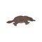Detailed flat vector icon of brown platypus, side view. Aquatic mammal animal of Australia. Wildlife and fauna theme