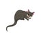 Detailed flat vector icon of brushtail possum with pink nose and ears. Australian marsupial animal. Wild creature