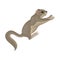 Detailed flat vector icon of cute sugar glider in flying action, side view. Wild Australian animal. Wildlife theme