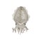 Detailed flat vector icon of cuttlefish. Marine mollusk with tentacles. Sea creature. Tasty seafood
