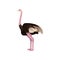 Detailed flat vector icon of ostrich, side view. Large flightless Australian bird with long pink neck and legs