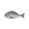 Detailed flat vector icon of sea bream, side view. Fish with small fins. Marine animal. Seafood theme