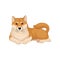 Detailed flat vector icon of Shiba Inu lying on the floor. Adorable dog with red-beige coat and fluffy tail. Home pet