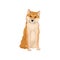 Detailed flat vector icon of sitting Shiba Inu. Home pet. Human s best friend. Domestic animal