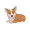 Detailed flat vector portrait of cute Welsh corgi lying on floor. Adorable home pet. Dog with short legs