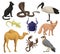Detailed flat vector set of various Egyptian animals, birds and insects. Ibis, fennec fox, scarab beetle, small-spotted