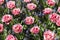 Detailed Flower Heads Protruding From Garden Bed