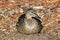 A detailed front view of a female mallard sits on mulch