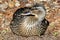 A detailed front view of a female mallard sits on mulch