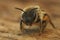Detailed frontal closeup of an Andrena isolated with blurred background