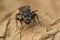 Detailed frontal closeup of the Dark winged blood bee,  Sphecodes gibbus