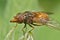 Detailed frontal closeup of the orange  Common Snout-hoverfly, Rhingia campestris