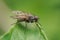 Detailed full body closeup on a Phaonia fuscata fly against a green background