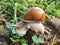 Detailed garden snail in sunlight at forest glade