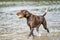 Detailed German Short haired Pointer. The dog plays with a tennis ball in its mouth in the blue lake. During a summer