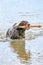 Detailed German Short haired Pointer. The dog swims in the blue lake with a wooden stick in its mouth. During a summer