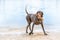 Detailed German Short haired Pointer. The dog is walking on the beach of a blue lake, with a wooden stick in his mouth