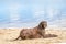 Detailed German Short haired Pointer, GSP dog lies on the beach of a lake during a summer day. He stares into the