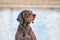 Detailed German Short haired Pointer head, GSP dog sits on the beach of a lake during a summer day. He stares into the