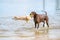 Detailed German Shorthaired Pointer. The dog plays with a tennis ball in a lake. Out of focus, a labradoodle swims by