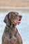 Detailed German Shorthaired Pointer head, GSP dog sits on the beach of a lake during a summer day. He stares into the