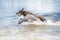 Detailed German Shorthaired Pointer jumps into the water with lots of splashing from the blue water. Water splashes from